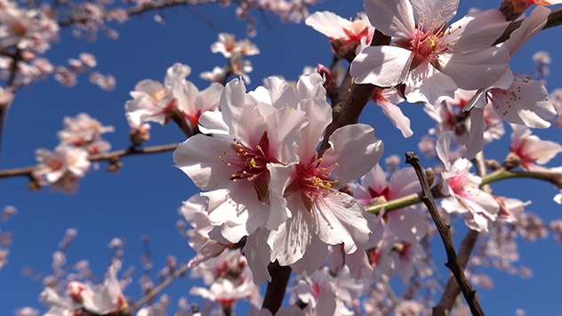 Nahaufnahme von Mandelblüten