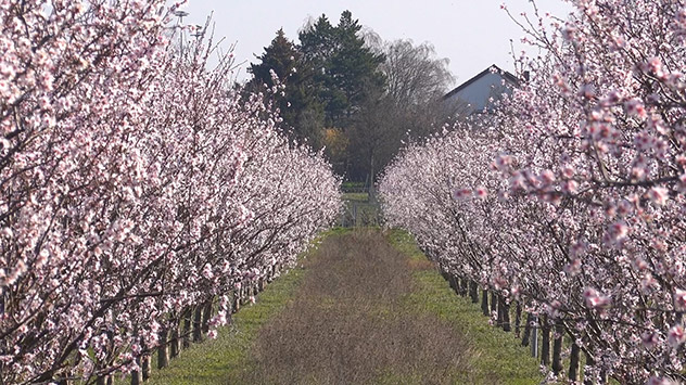 Reihen aus Mandelbäumen mit frischen Blüten