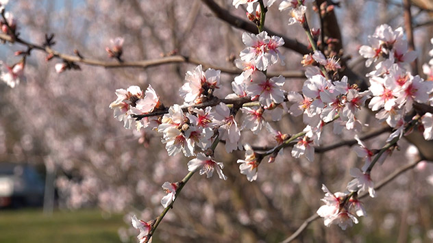 Zweige voller Mandelblüten