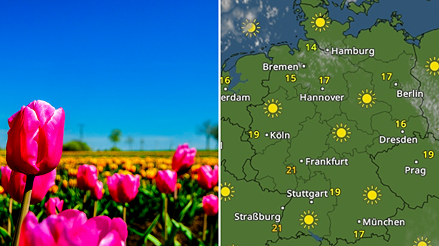 Geteilte Ansicht: Links pinke Tulpen auf einem Feld unter wolkenlosem blauem Himmel; rechts das WetterRadar mit viel Sonne und 14–21 °C.
