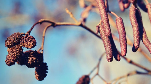 Allergieën in de winter: De pollen van de Els