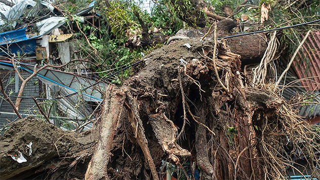 Riesige Bäume werden teilweise entwurzelt. 