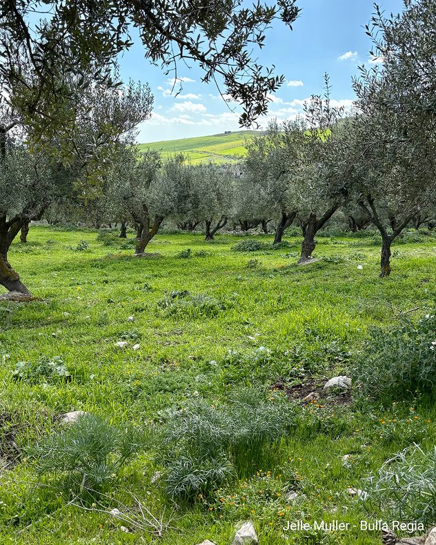 Olivos en un prado verde con colinas al fondo.