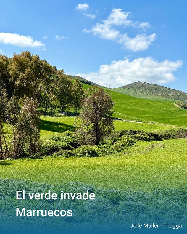Colinas verdes con campos y árboles bajo un cielo azul con algunas nubes.