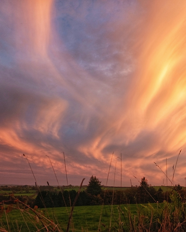 Sweeping pink, orange and purple clouds form curved streaks across the evening sky above green fields, trees and silhouetted grasses.