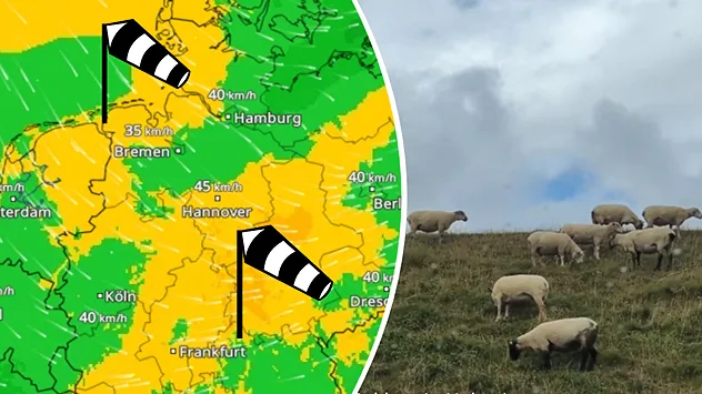 WindRadar mit Böen um 35 bis 60 km/h über Deutschland neben einer Aufnahme von Schafen auf einer windigen Weide.