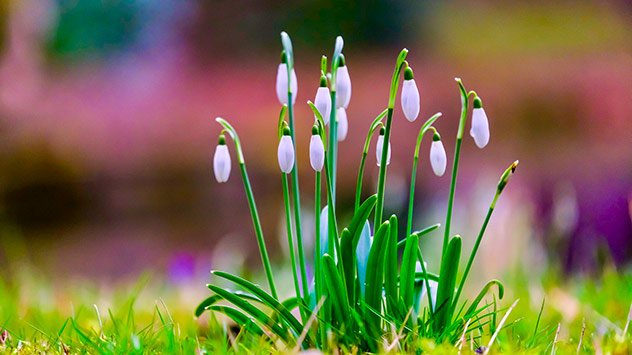Die Hauptblütezeit der Schneeglöckchen liegt zwischen Februar und April. 
