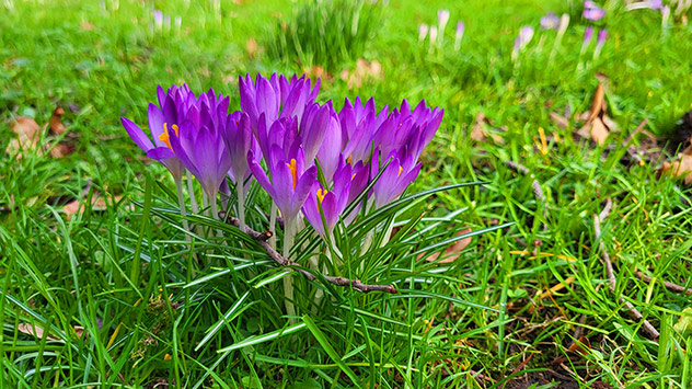 In Kleve scheint die Sonne und die Pflanzen öffnen dann ihre Blüten.