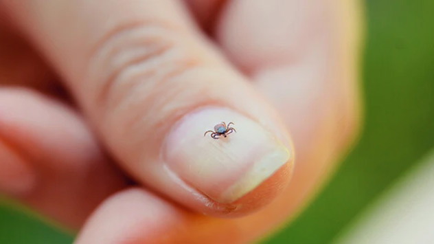 Zecke auf einem Fingernagel