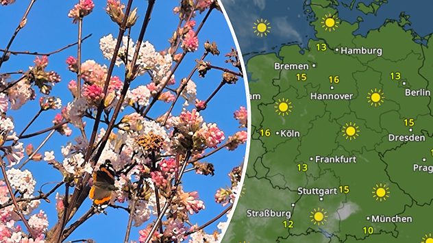 Links: Ein blühender Strauch mit Schmetterling. Rechts: Das WetterRadar für Freitag. (c) JÃ¶rg Friedrich via Uploader