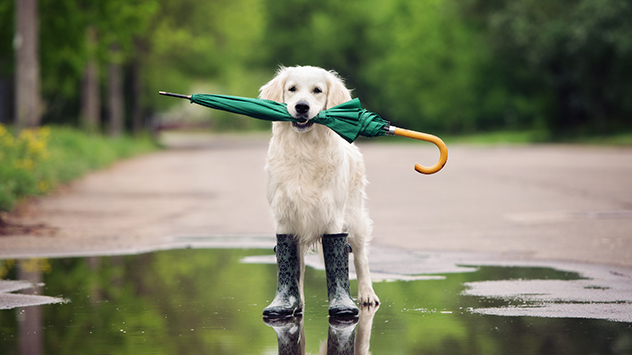 dog and umbrella