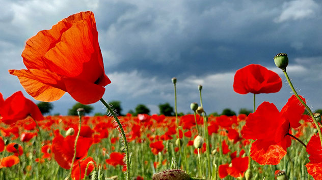 Ende Mai blüht bereits der Mohn. Dahinter ziehen wieder dunkle Wolken auf. 