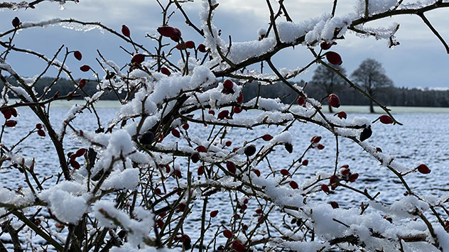 © Jaap Reinhard Nasse Flocken kleben an Zweigen. Vom Schnee wird bald nichts mehr übrig bleiben.