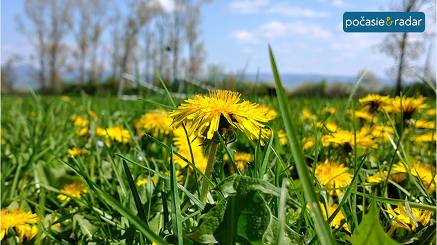 Kvitnúce púpavy na lúke počas slnečného jarného dňa