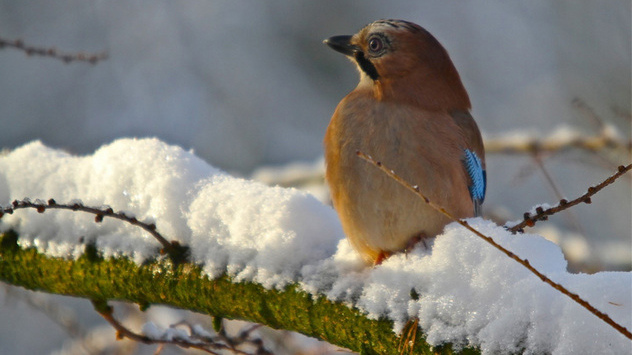 Der Dezember 2010 in Bildern