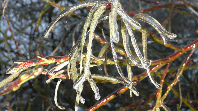 Der Dezember 2010 in Bildern