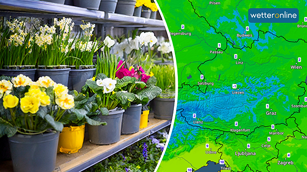 Links: Verschiedene Blumen (z.B. Osterglocken, Primeln) in einem Regal; Rechts: Temperaturkarte von Österreich