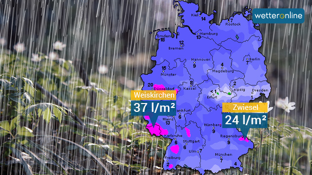 Karte mit Regenmengen im April - Hintergrund Waldboden mit Buschwindröschen im Regen