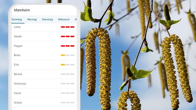 Birkenkätzchen an Zweigen vor blauem Himmel. Daneben eine Pollenflug-Anzeige für Mannheim mit Belastungsstufen. Die Birke ist mit erster Belastung markiert.
