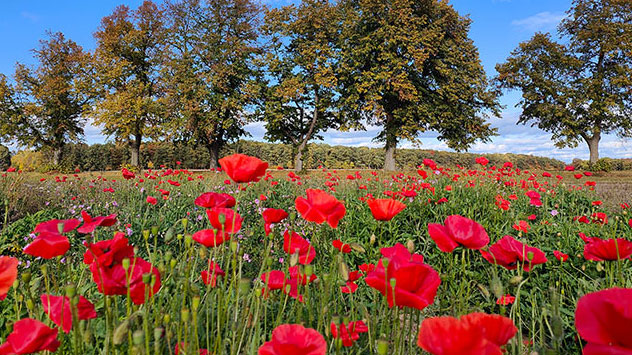 Blumenpracht im Oktober