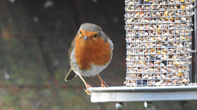 Ein Rotkehlchen sitzt an einem Metall-Futtersilo, der mit verschiedenen Körnern gefüllt ist. Das Rotkehlchen schaut aufmerksam – typische Szene der Winterfütterung.