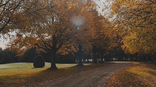 © Johanna Blätter an den Bäumen verfärbt und Laub auf dem Boden im Rhein-Erft-Kreis in NRW