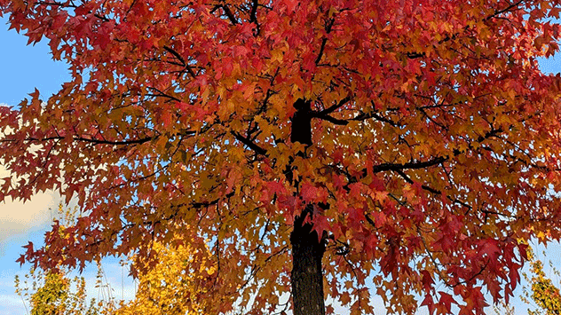 © Simone Eicker via WetterMelder Deutschland Rote Blätter bei Halver in der Nähe vom Sauerland