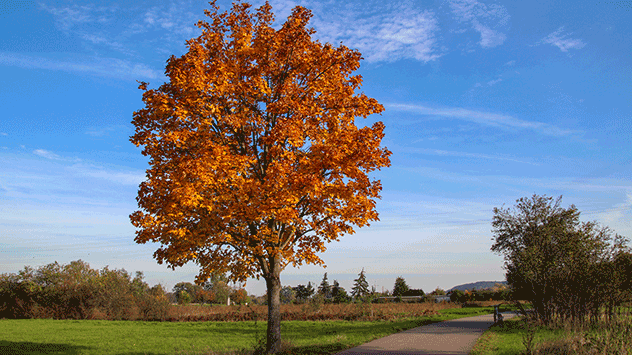© Daniela Böhme Rote Blätter am Baum vor blauem Himmel bei Meisen