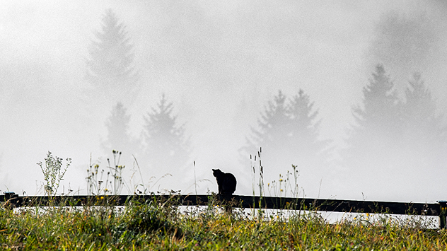 Dichter Nebel liegt über einer Wiese mit Gräsern und einem Holzzaun. Eine schwarze Katze sitzt auf dem Zaun, im Hintergrund sind schemenhaft Tannenbäume zu erkennen – ruhige, mystische Herbststimmung.