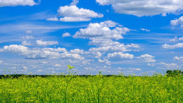 © Gabriele Klein Blauer Himmel mit Schäfchenwolken über Fenchelfeld