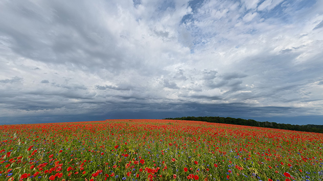 © Torsten Brehme Viele Wolken über Mohnblumenfeld