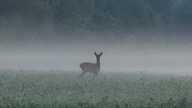 © Julia Reh im Nebel bei Mastholte in Rietberg