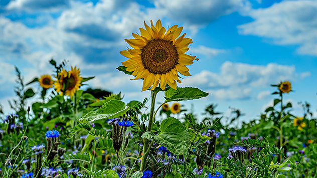 © Heinz-D. Fleck Sonnenblume vor blauem Himmel mit Wölkchen in Nordhessen