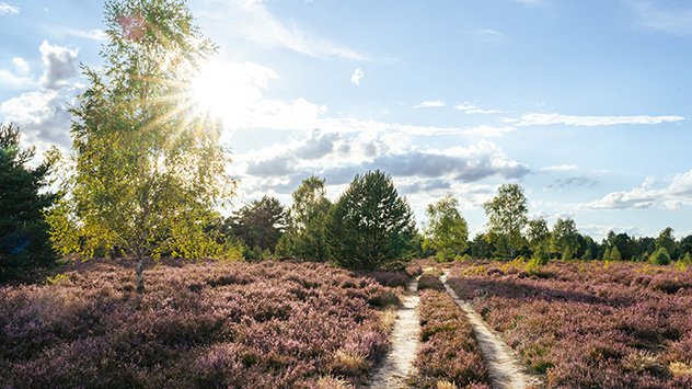 © Dominik Sen Sonnige Lichtblicke auf der Reicherskreuzer Heide.