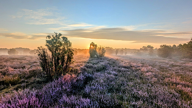 Sonnige Lichtblicke auf der Reicherskreuzer Heide.