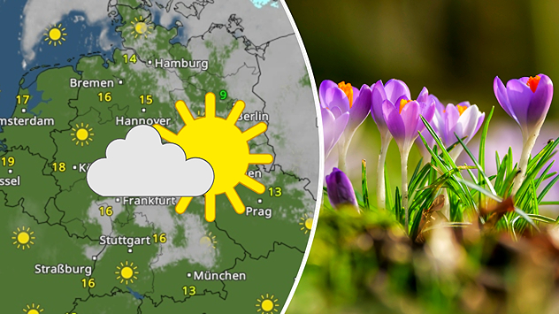 Geteilte Grafik: links eine TemperaturRadar-Karte von Deutschland mit viel Sonne und milden Werten, rechts blühende Krokusse im Frühlingslicht.