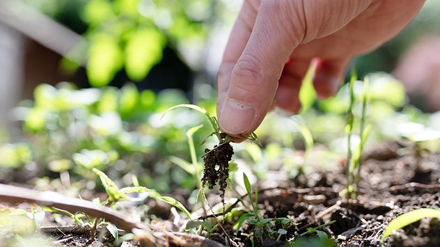 Unkraut wird gejätet. (c) Hakase_420 / Shutterstock.com