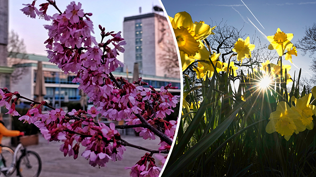 Collage aus Kirschblüten in der Stadt und Narzissen auf einer Wiese. Sonne scheint durch die Pflanzen.