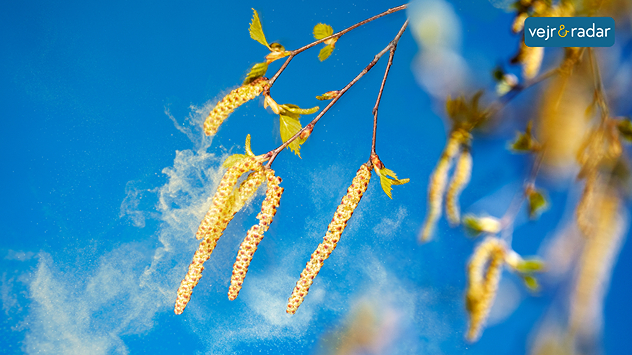 Birkekviste med rakler og pollen i solskin mod blå himmel, der illustrerer forår og mere sol.