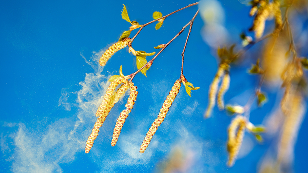 Birkekviste med rakler og pollen i solskin mod blå himmel, der illustrerer forår og mere sol.