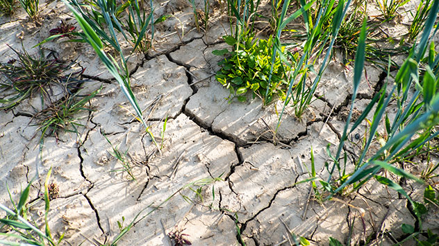 Der ausgetrocknete Boden eines Ackers ist von tiefen, unregelmäßigen Rissen durchzogen – ein deutliches Zeichen anhaltender Trockenheit. Zwischen den aufgebrochenen Erdplatten wachsen vereinzelt grüne Pflanzen und Getreidehalme, die unter dem Wassermangel leiden. Das Bild verdeutlicht die Auswirkungen von Dürre auf landwirtschaftliche Flächen und die Belastung für die Vegetation.