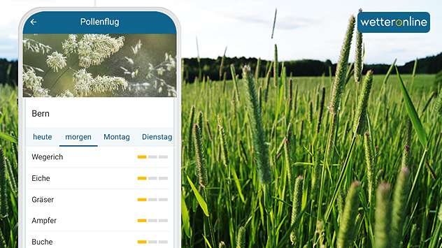 Ein Smartphone-Screenshot zeigt eine geringe Belastung für Pollen in Bern. Im Hintergrund sind Gräser zu sehen.