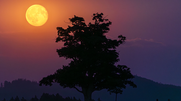 An orange full moon rises above a dark tree. In the background, gentle hills in the twilight.