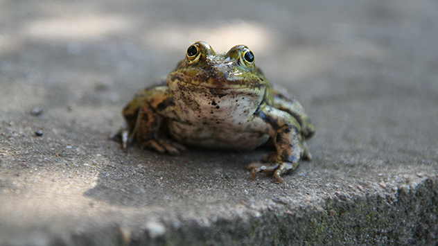 Ein Kleiner Teichfrosch sitzt auf einer betonierten Platte in einem Garten.
