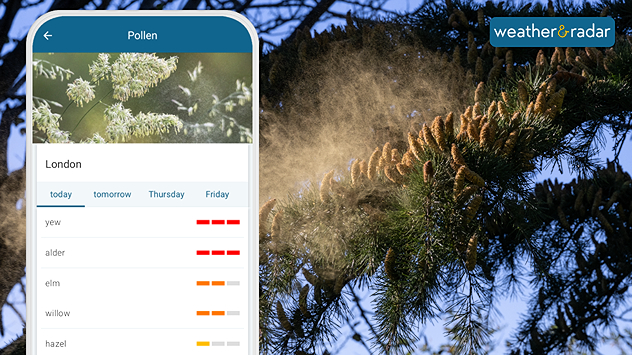 Split image showing a mobile pollen forecast screen for London with tree pollen levels, alongside cedar branches releasing yellow pollen into the air.