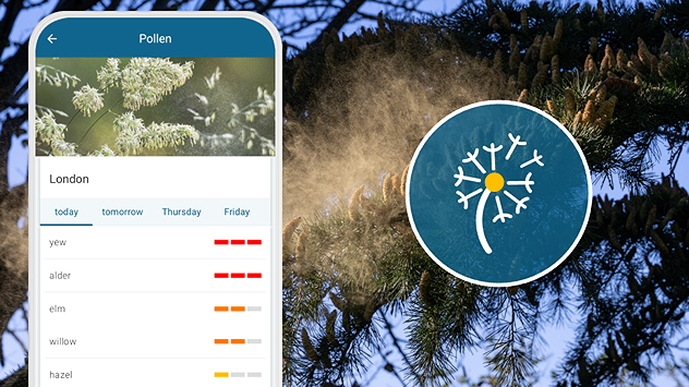 Split image showing a mobile pollen forecast for London with tree pollen levels, alongside cedar branches releasing clouds of yellow pollen with a pollen icon overlay.