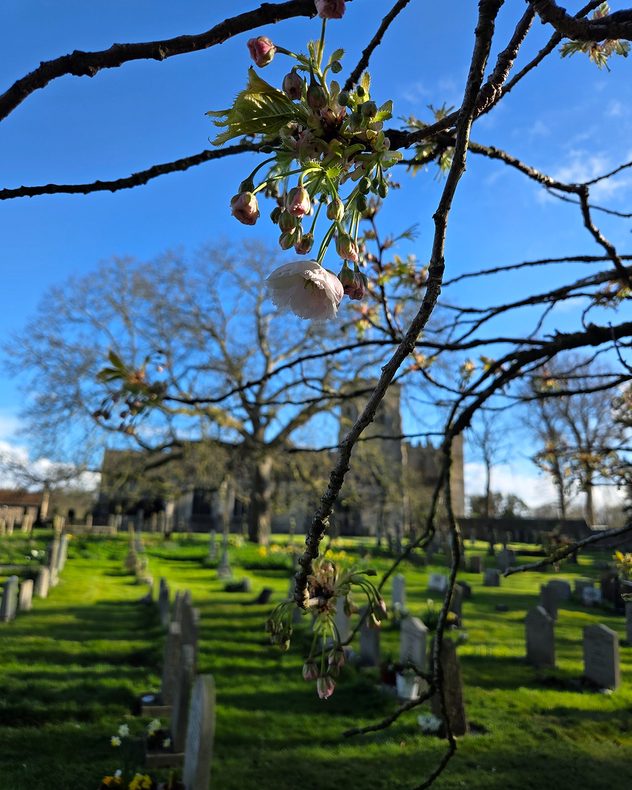 Close-up of pink cherry blossom buds and a single bloom on a branch, with a sunlit churchyard and gravestones blurred in the background under a blue sky.