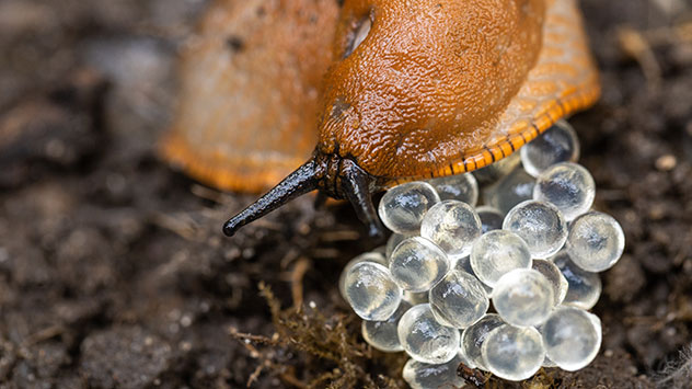 Nahaufnahme einer Spanischen Wegschnecke (braune Nacktschnecke) auf feuchter Erde, die ihre durchsichtigen Eier ablegt – deutlich sichtbar sind die glasartig schimmernden Gelegekugeln.