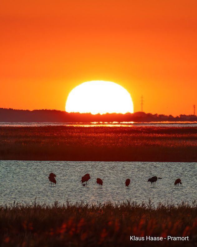 Große untergehende Sonne über einer flachen Landschaft bei Pramort. Mehrere Vögel stehen im Wasser.