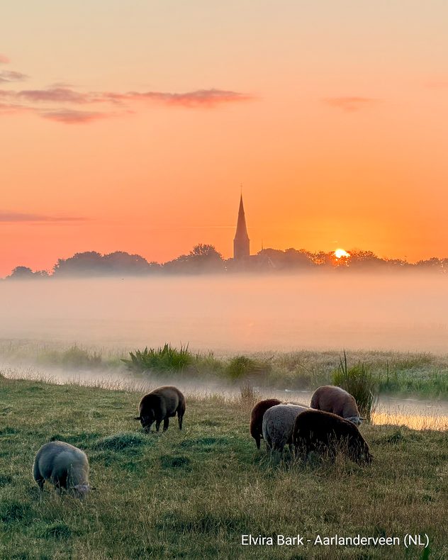 Schafe auf einer Wiese im Morgennebel bei Sonnenaufgang. Im Hintergrund ist eine Kirche zu sehen.